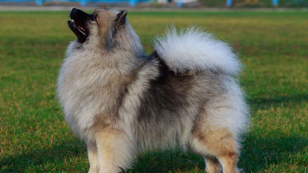 Keeshond