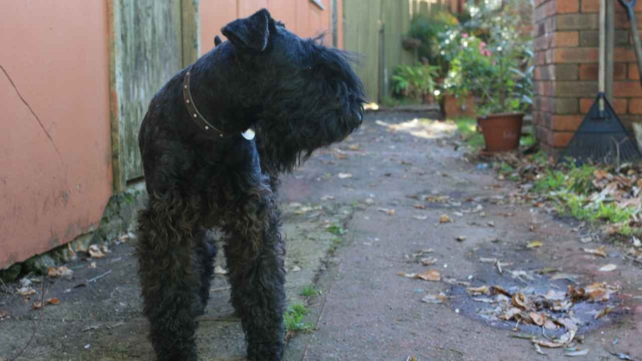 Kerry Blue Terrier