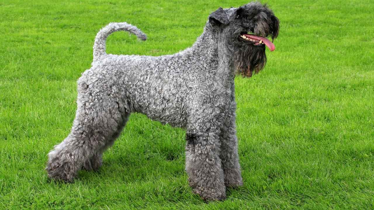 Kerry Blue Terrier