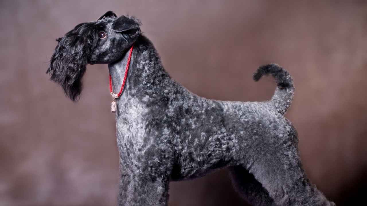 Kerry Blue Terrier