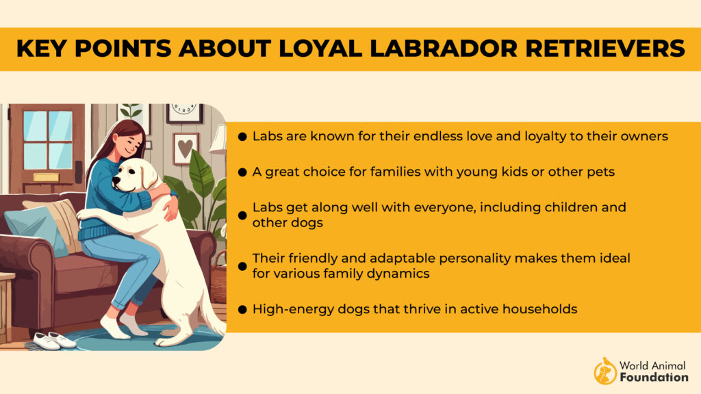 Key Points About Loyal Labrador Retrievers 01 19