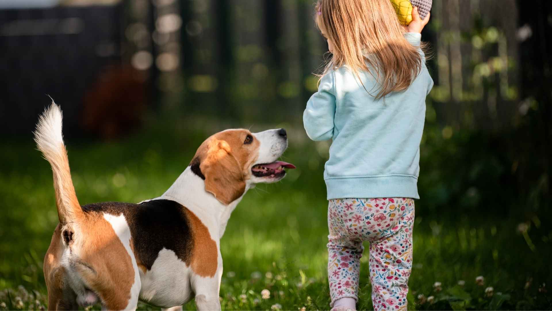 Kid Friendly Dog Breeds