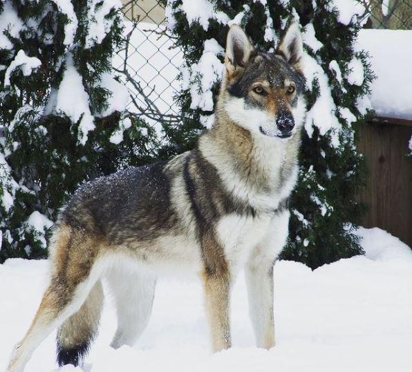 coyote looking dogs