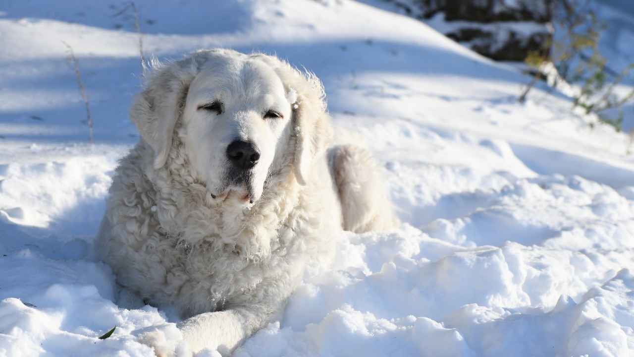 Kuvasz