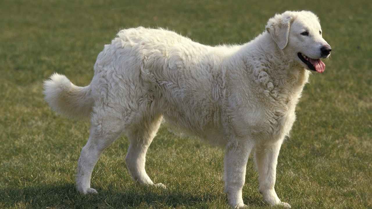 Kuvasz