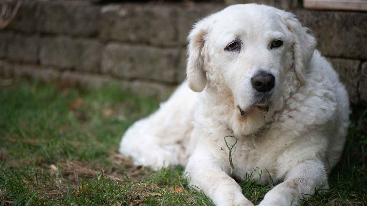 Kuvasz