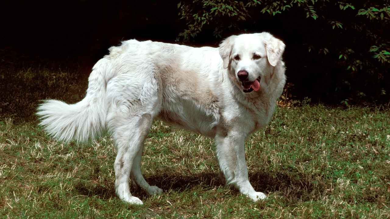 Kuvasz