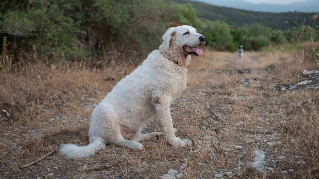 Kuvasz