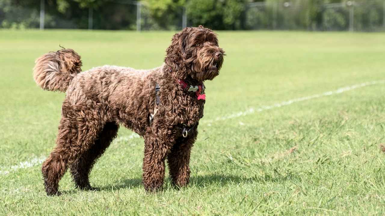 Labradoodle