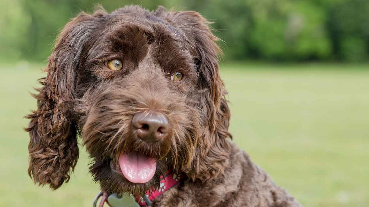 Labradoodle