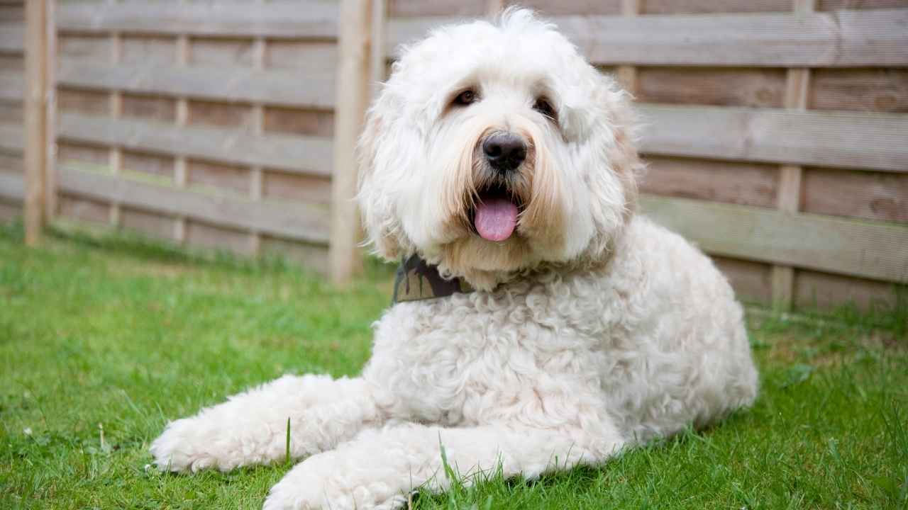 Labradoodle