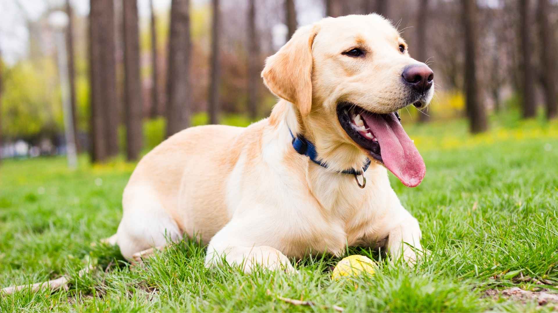 Labrador Mix Dog Breeds