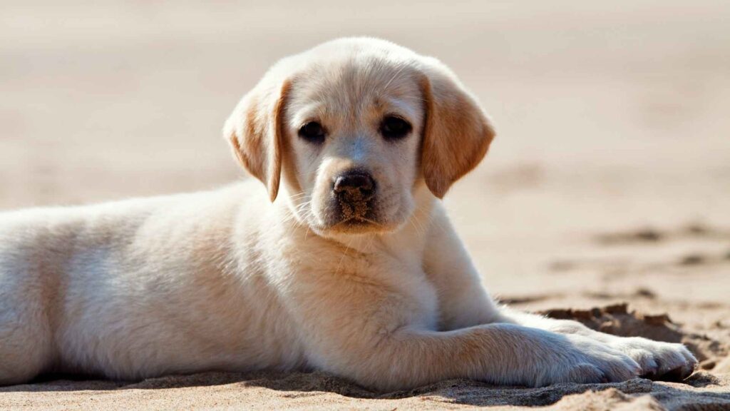 Labrador Retriever