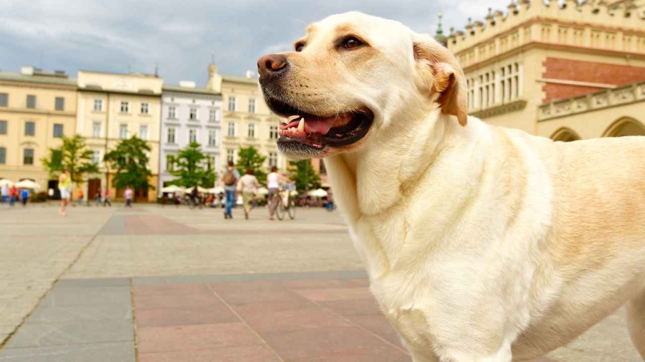 Labrador Retriever