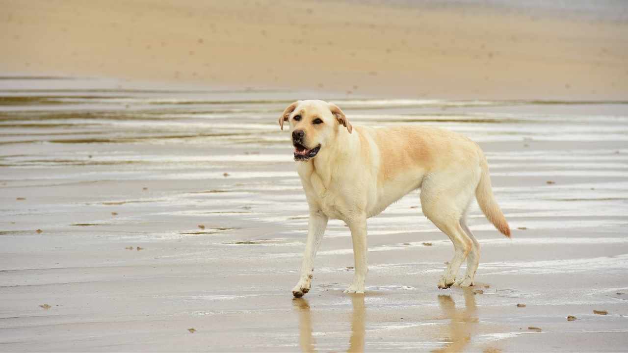 Labrador Retriever