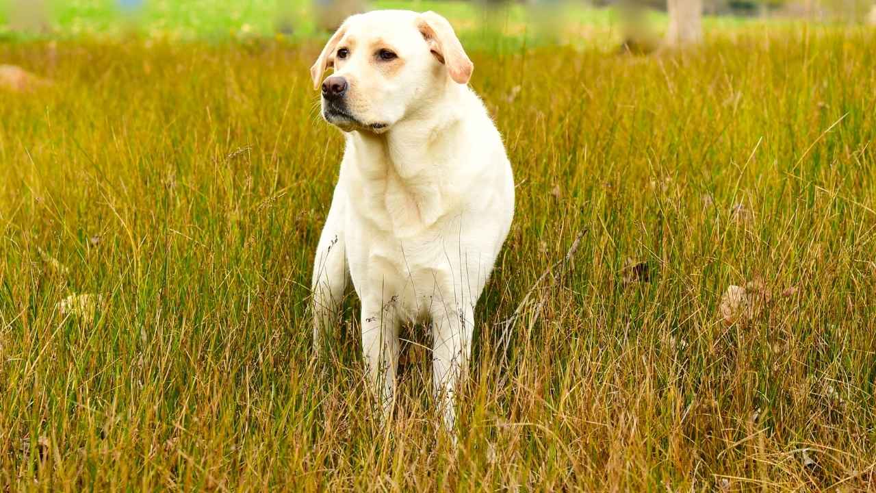 Labrador Retriever