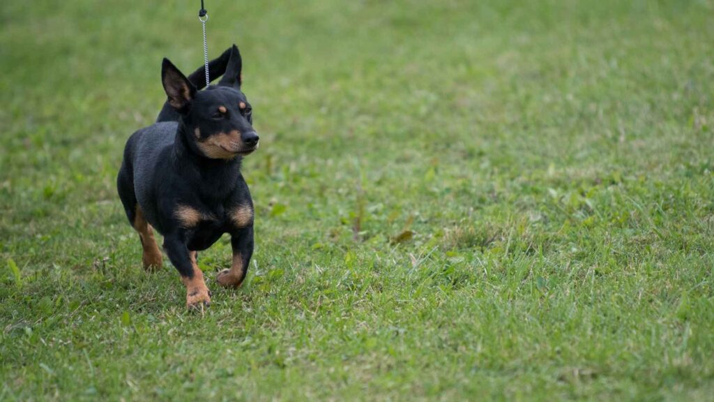 Lancashire Heeler