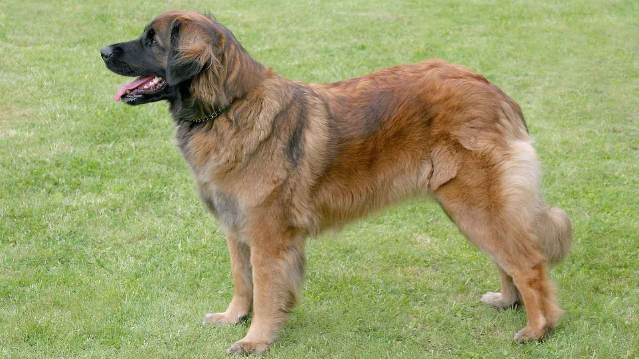 Leonberger