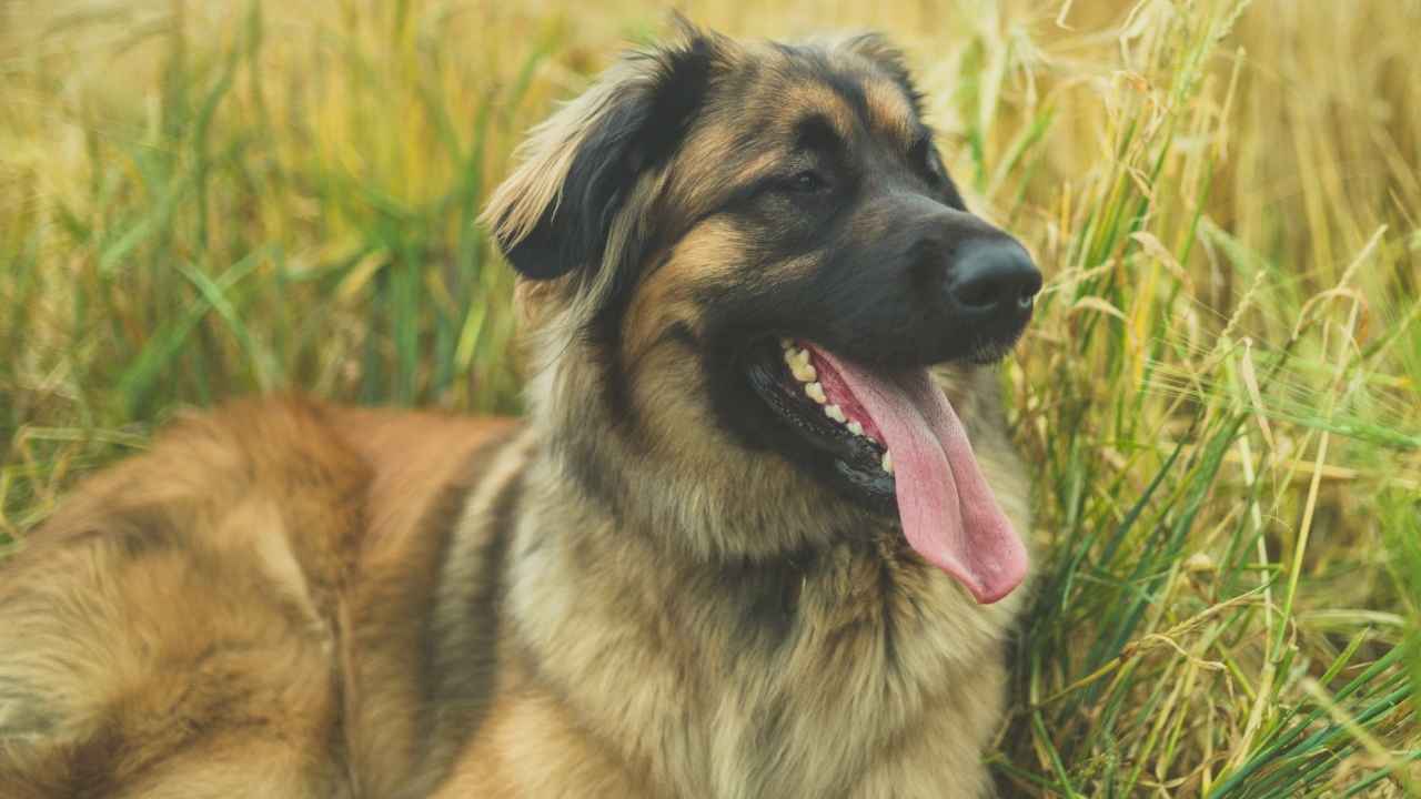 Leonberger