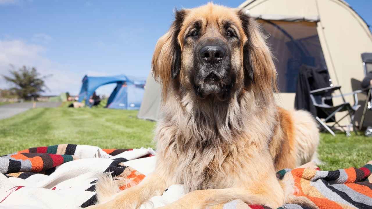 Leonberger