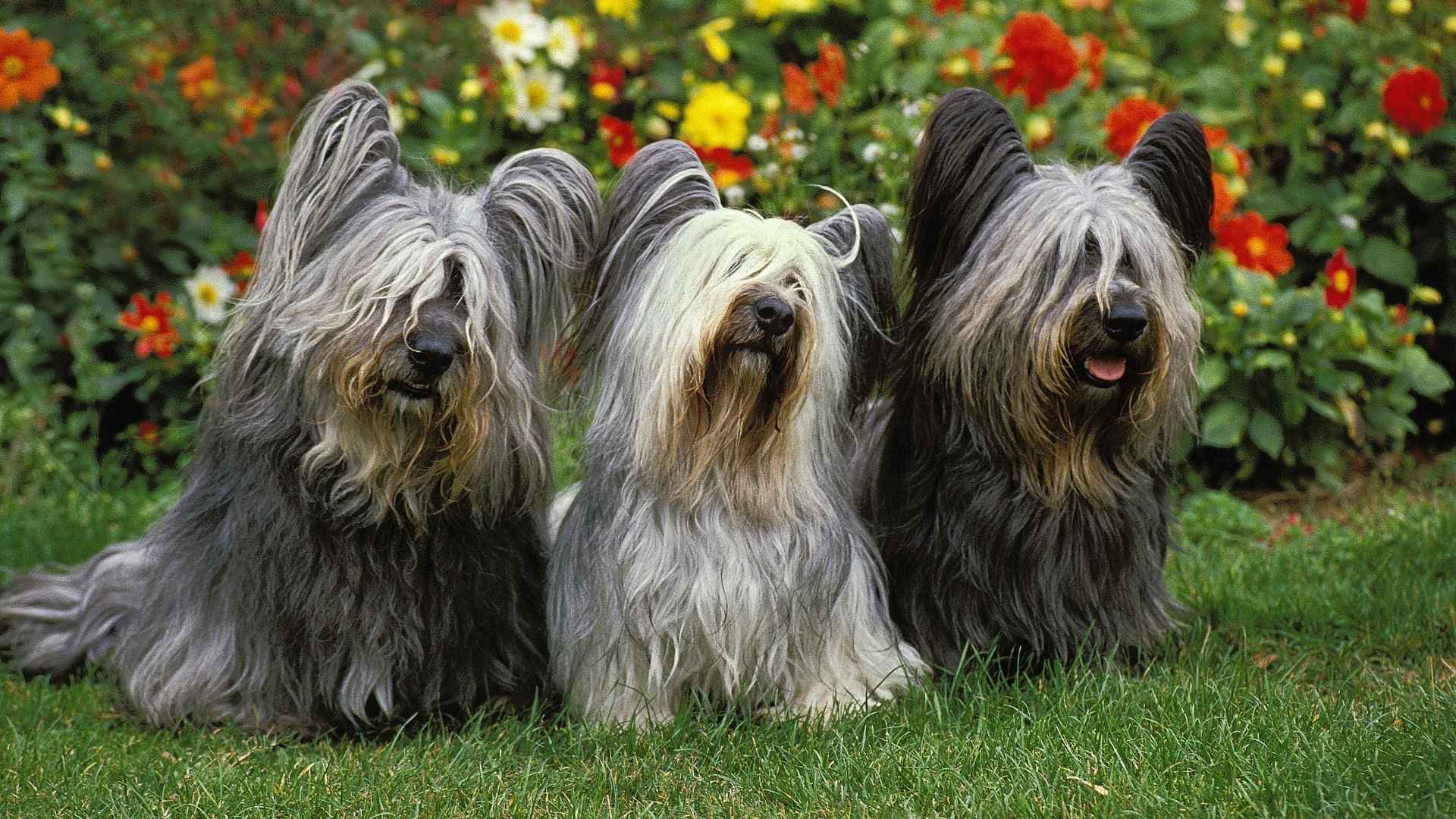 Lesser Known Dog Breeds