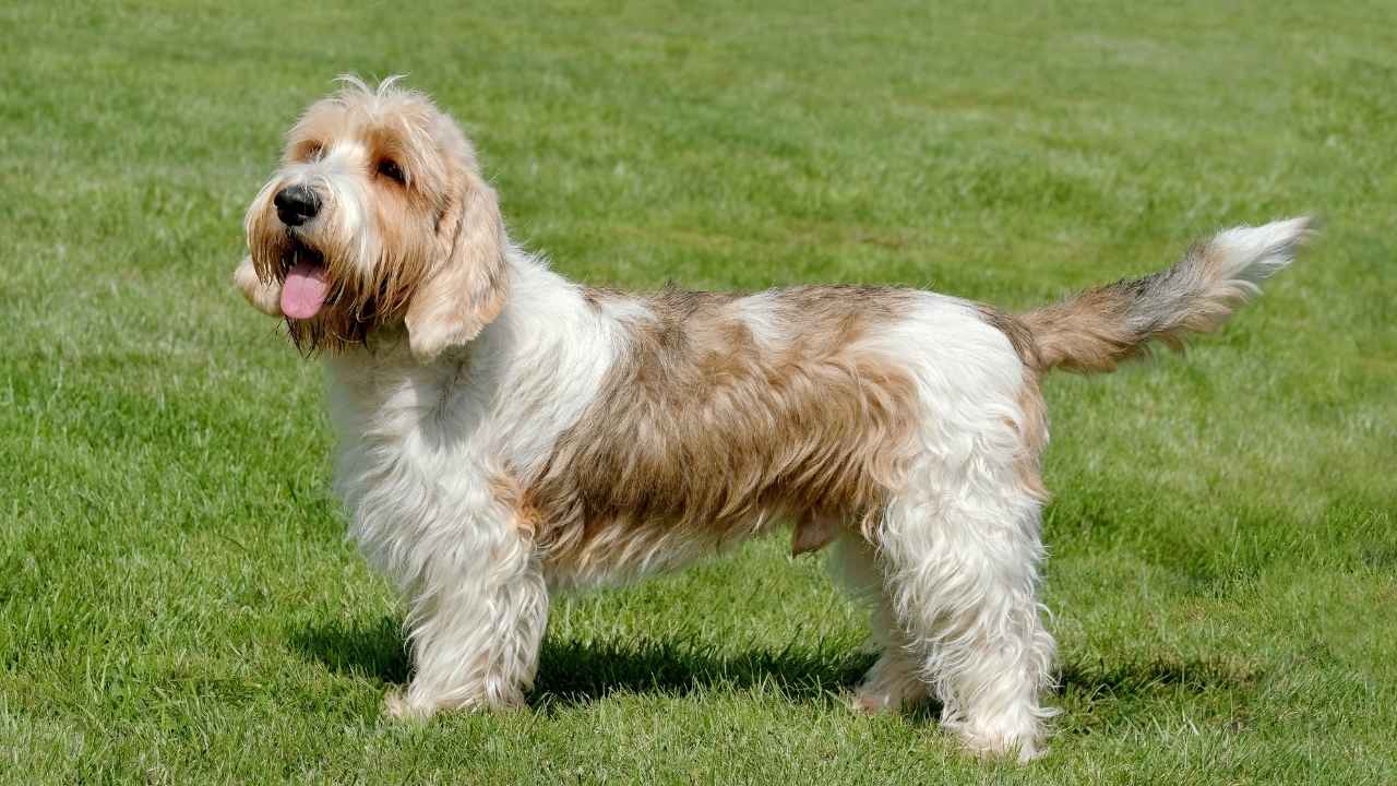 Lesser Known Dog Breeds