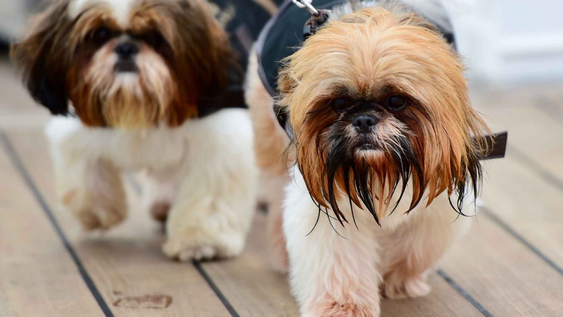 Lhasa Apso