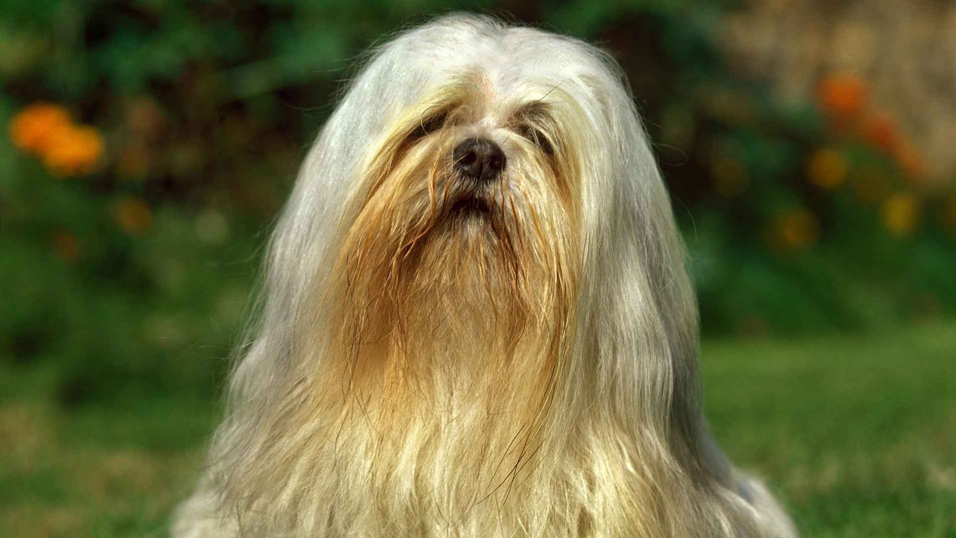 Lhasa Apso