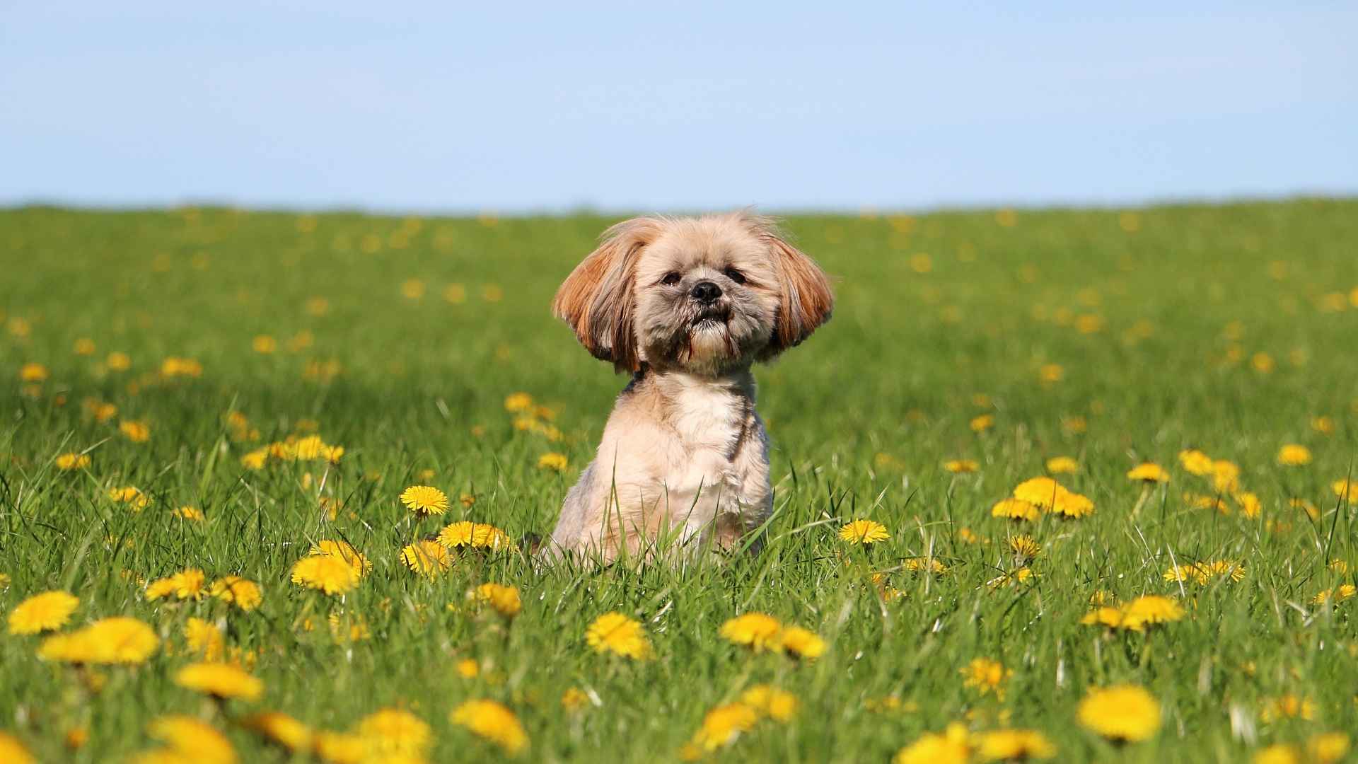 Lhasa Apso