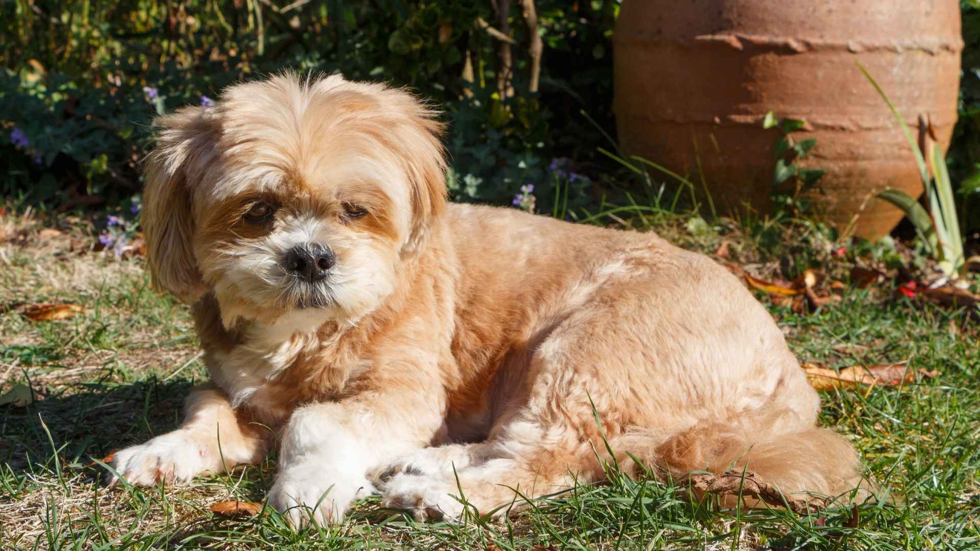 Lhasa Apso