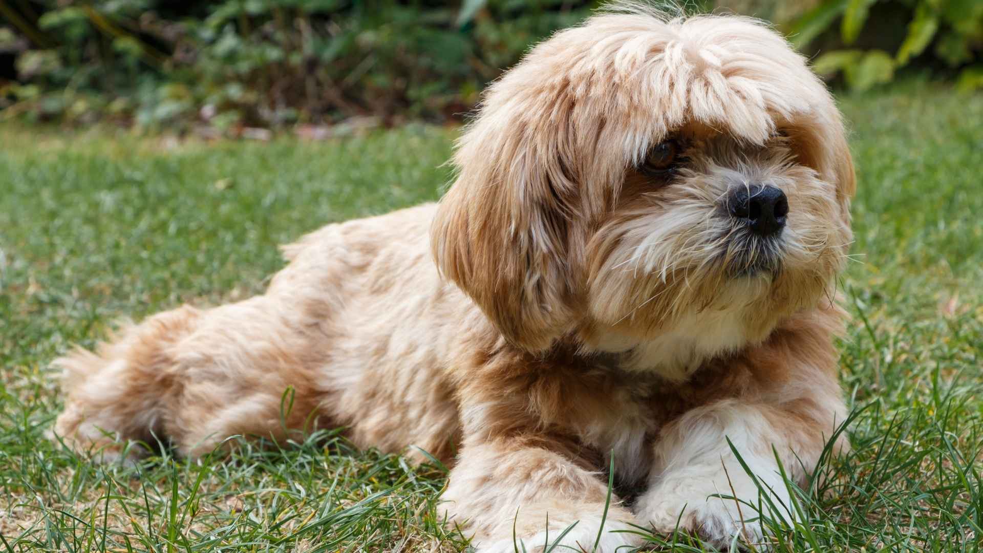 Lhasa Apso