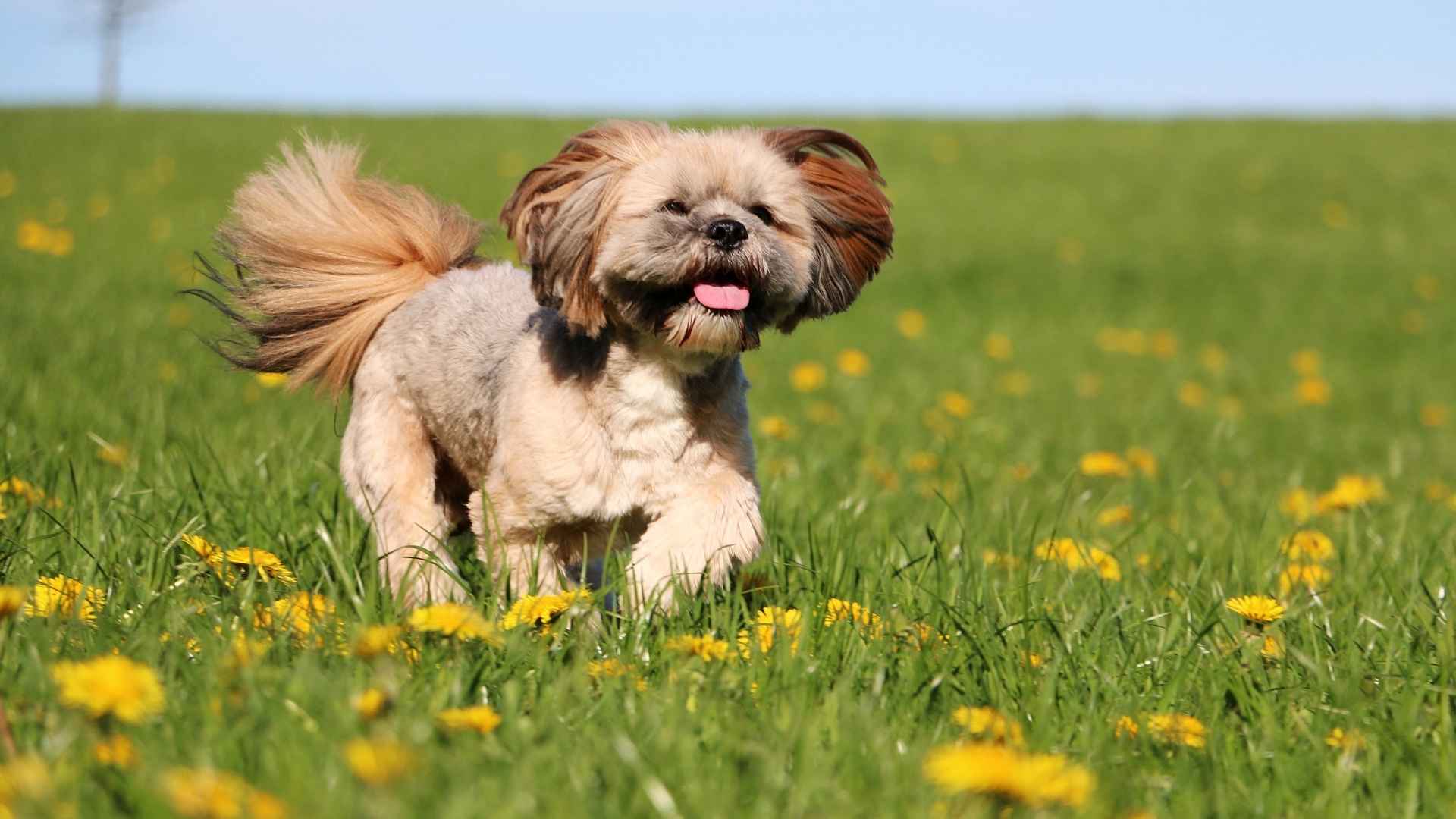 Lhasa Apso