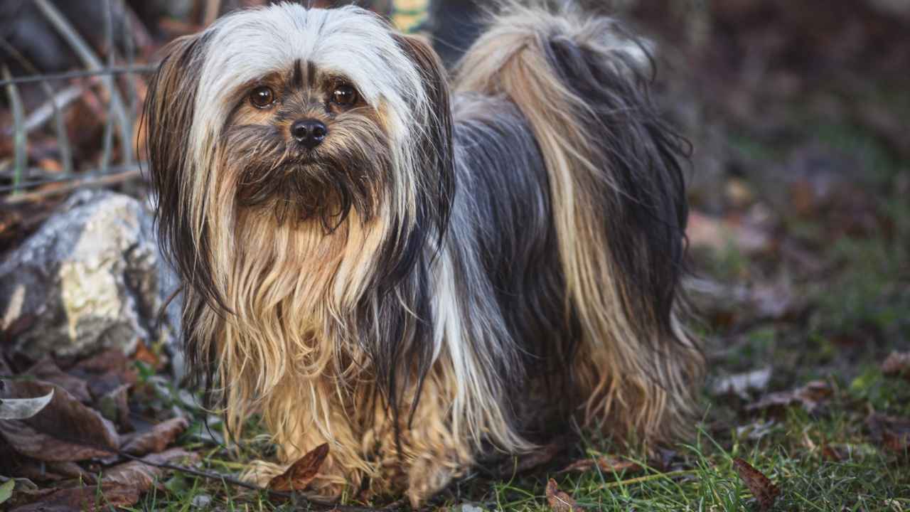 Lhasa Apso