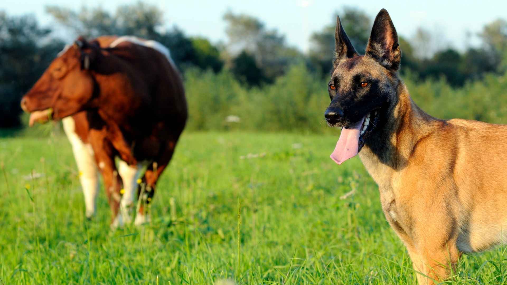 Livestock Protection Dog Breeds