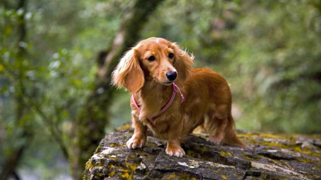 Long-Haired Dachshund