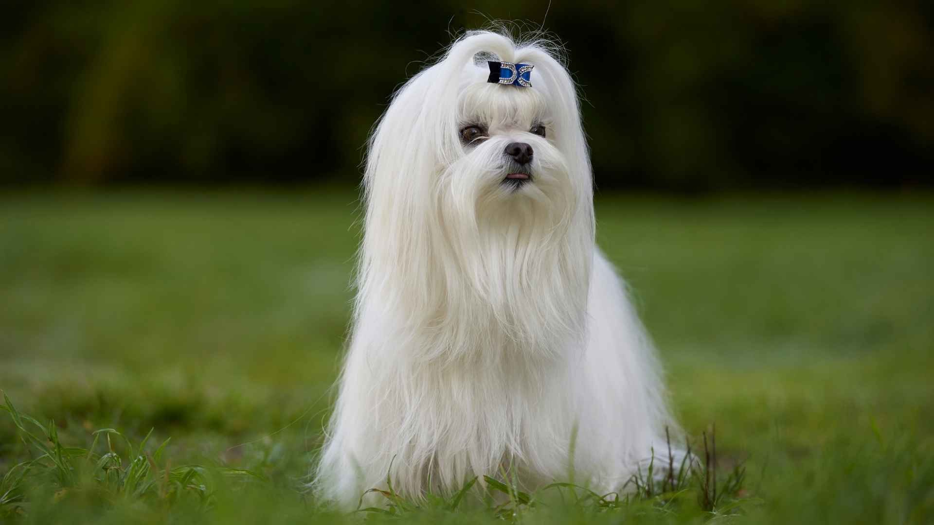 Longest Living Small Dog Breeds