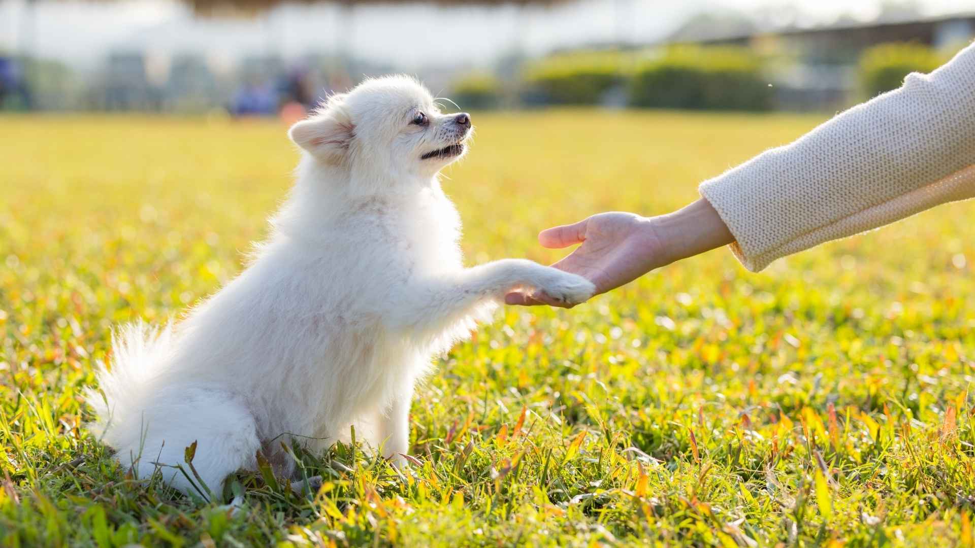 Loyal Small Dog Breeds for Families