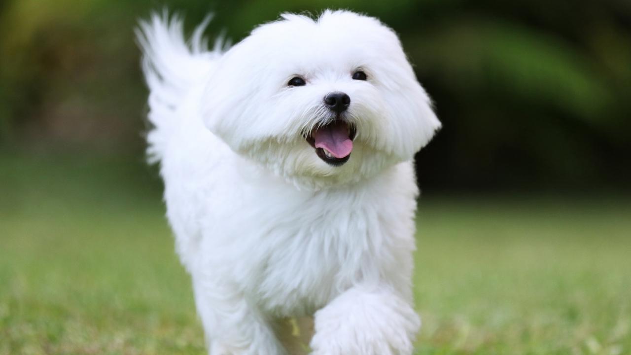 Maltese