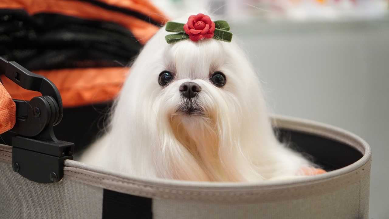 Maltese