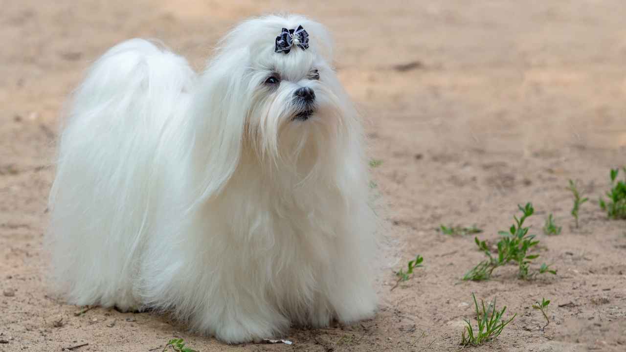 Maltese