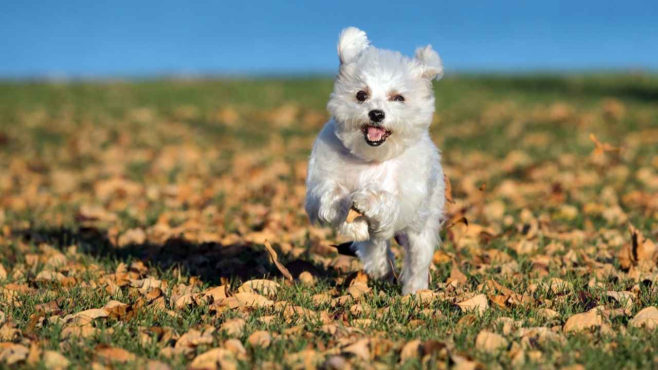 Maltese