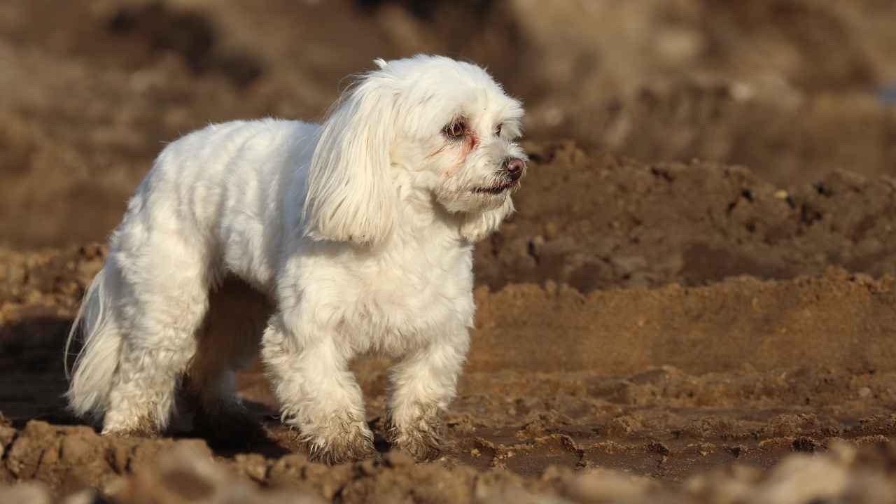 Maltese