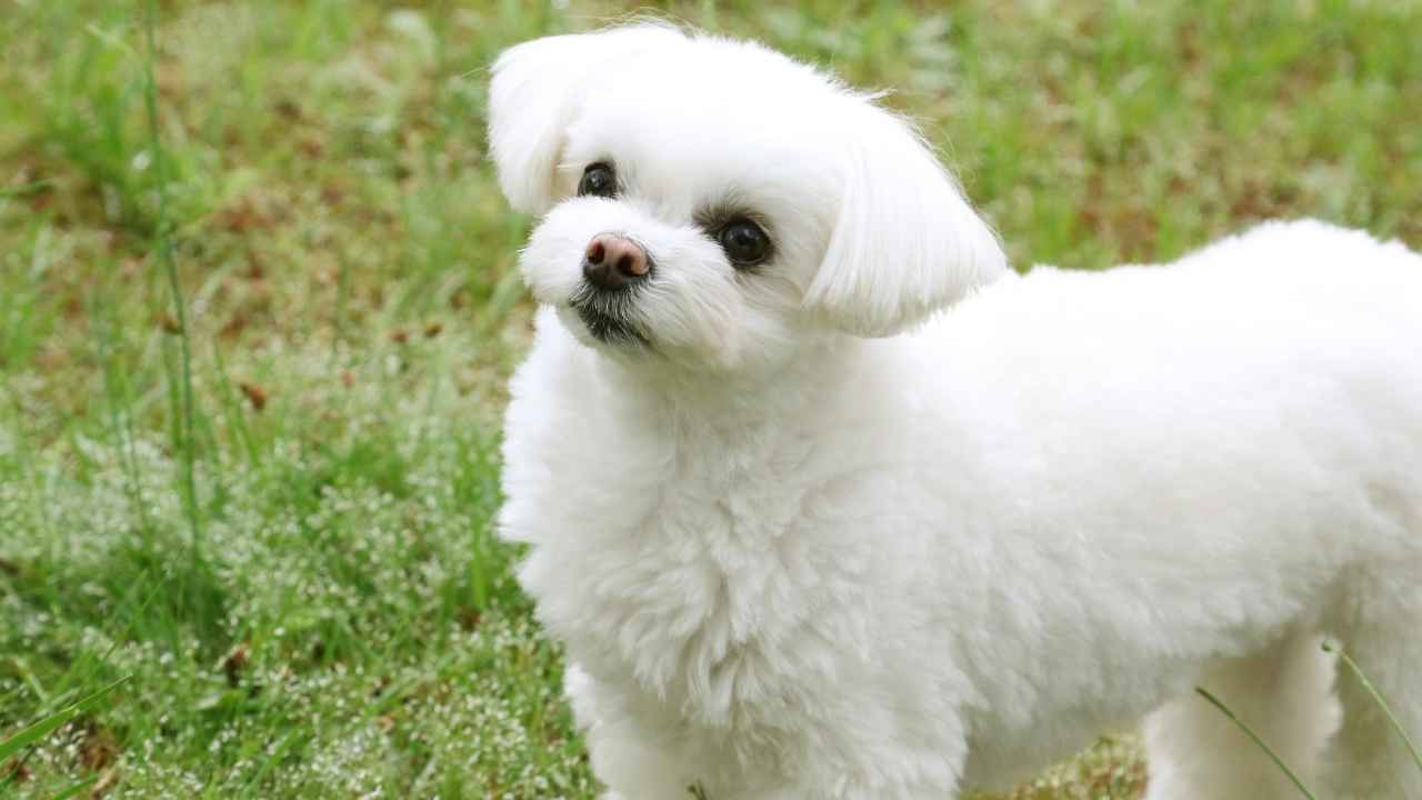 Maltese