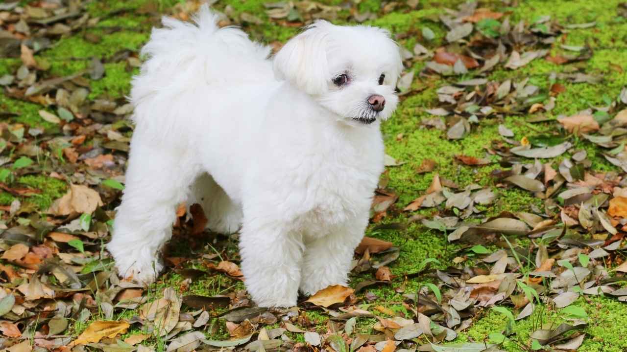 Maltese