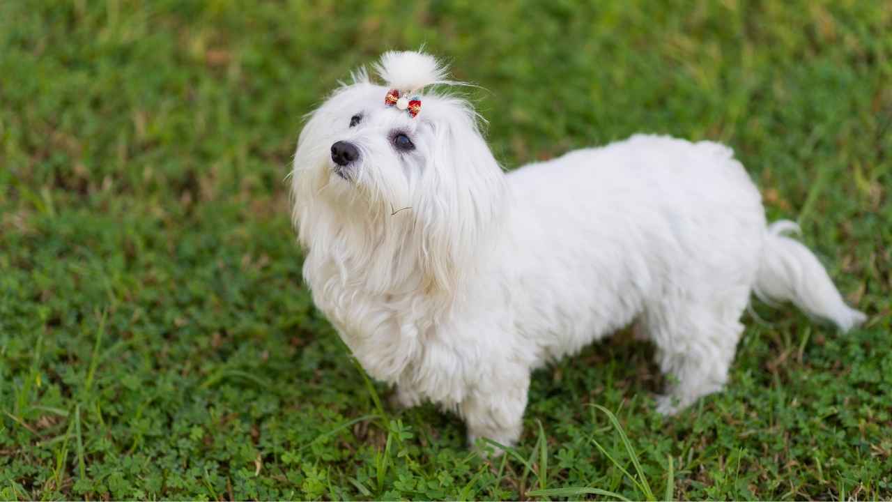 Maltese