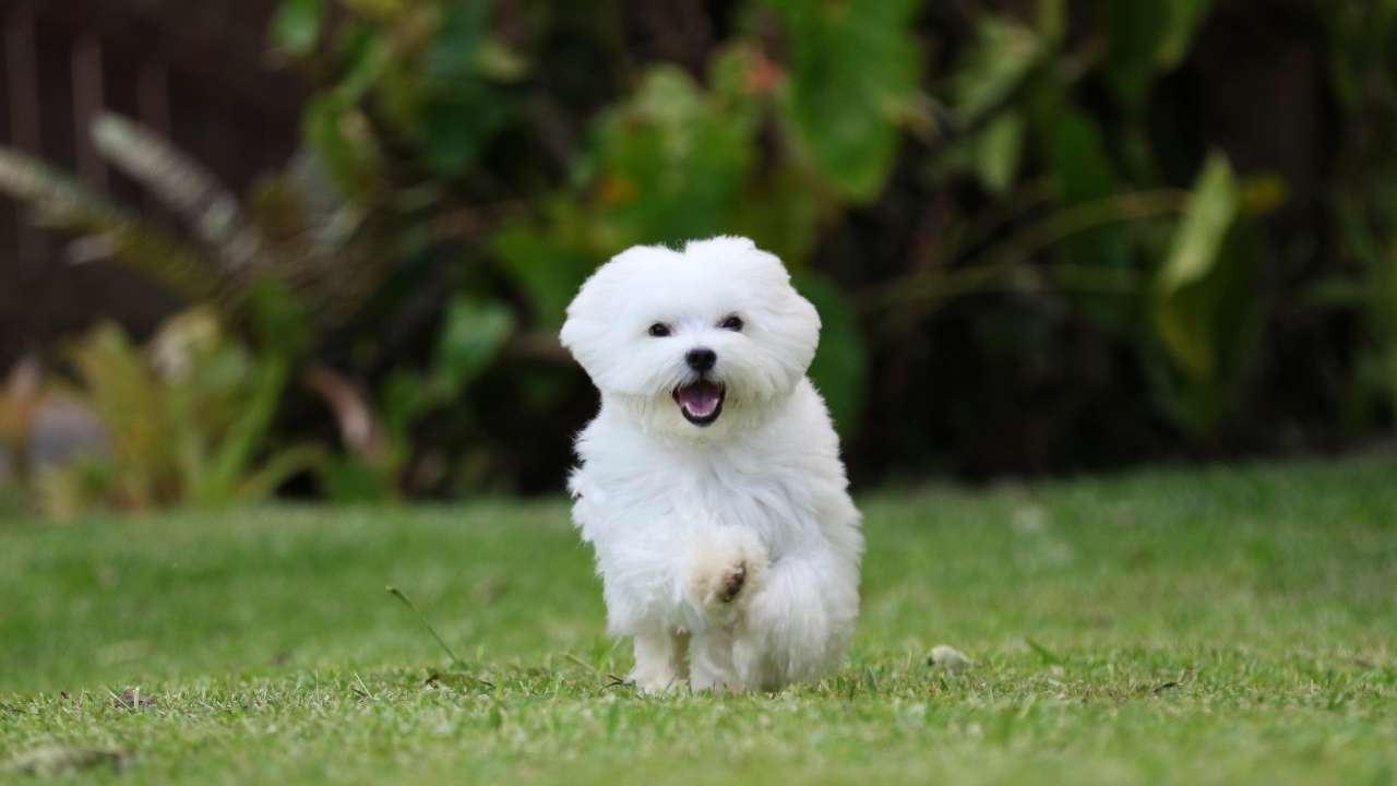 Maltese