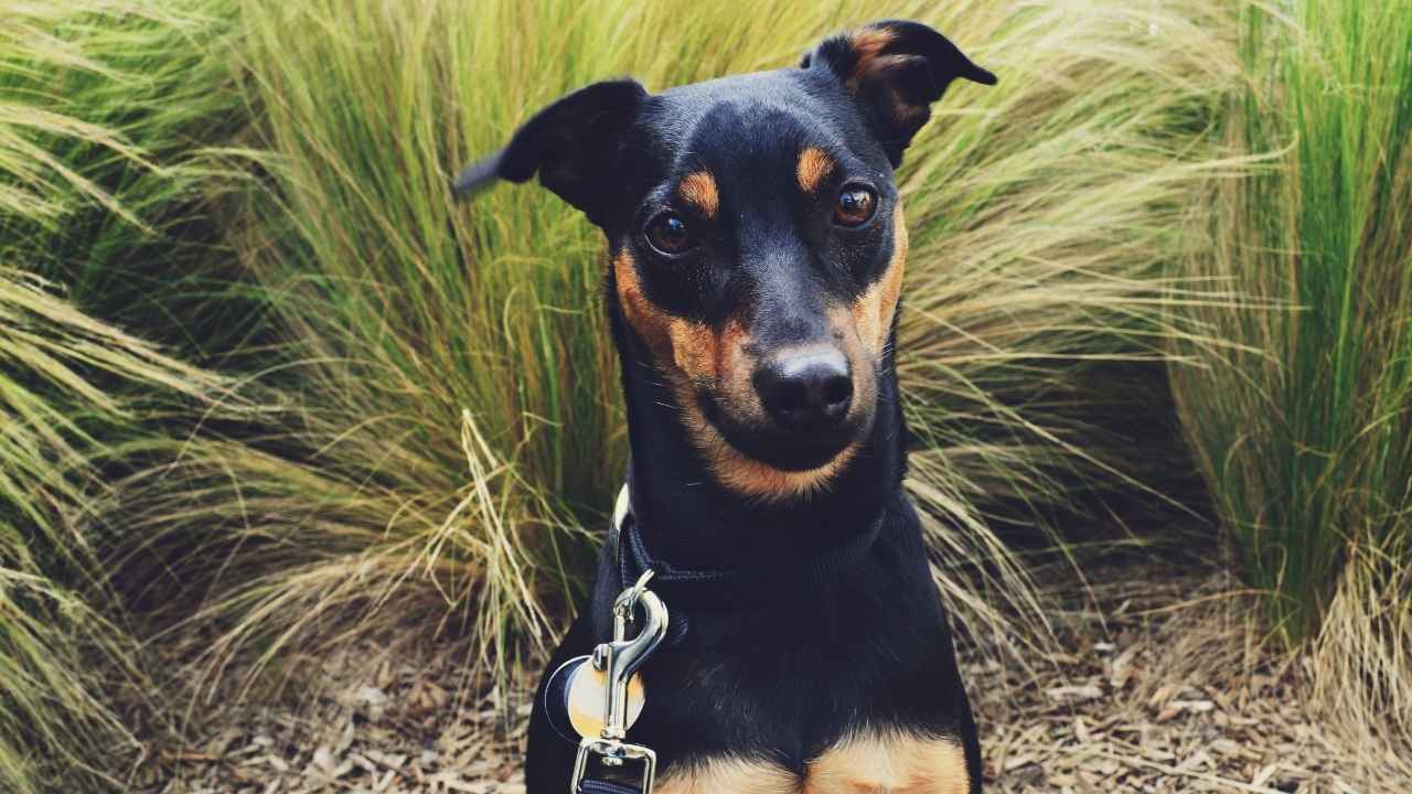 Manchester Terrier