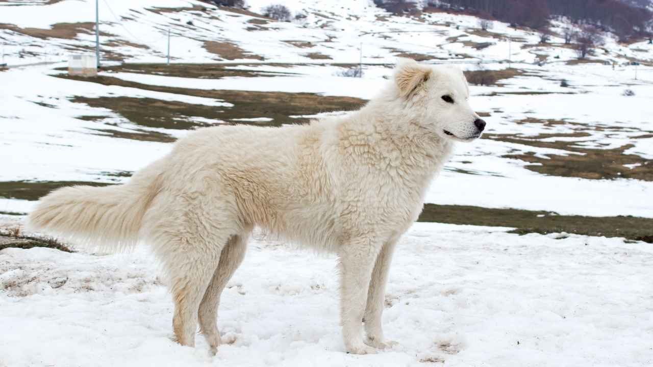 Maremma Sheepdog