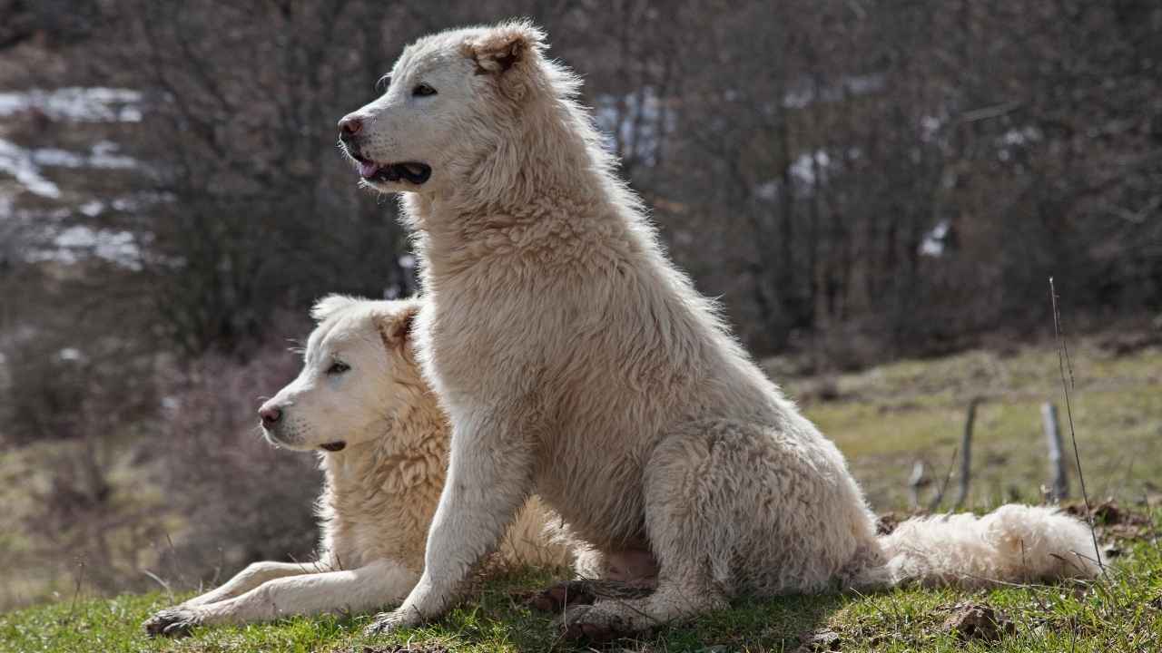 Maremma Sheepdog