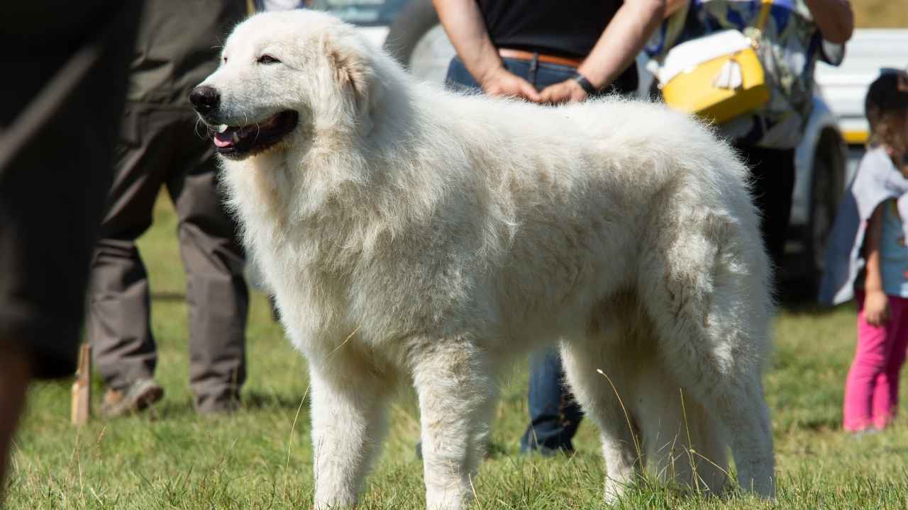 Maremma Sheepdog